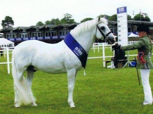 Connemara Pony